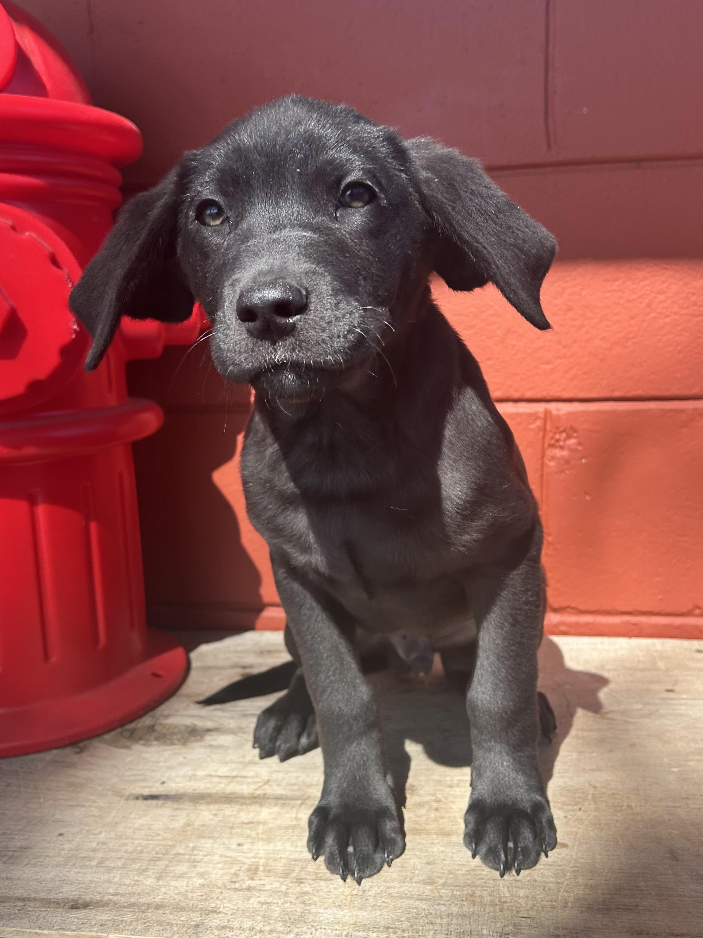 Enlarge Ammons, an adoption pending mixed breed in Pensacola, FL image 1/2