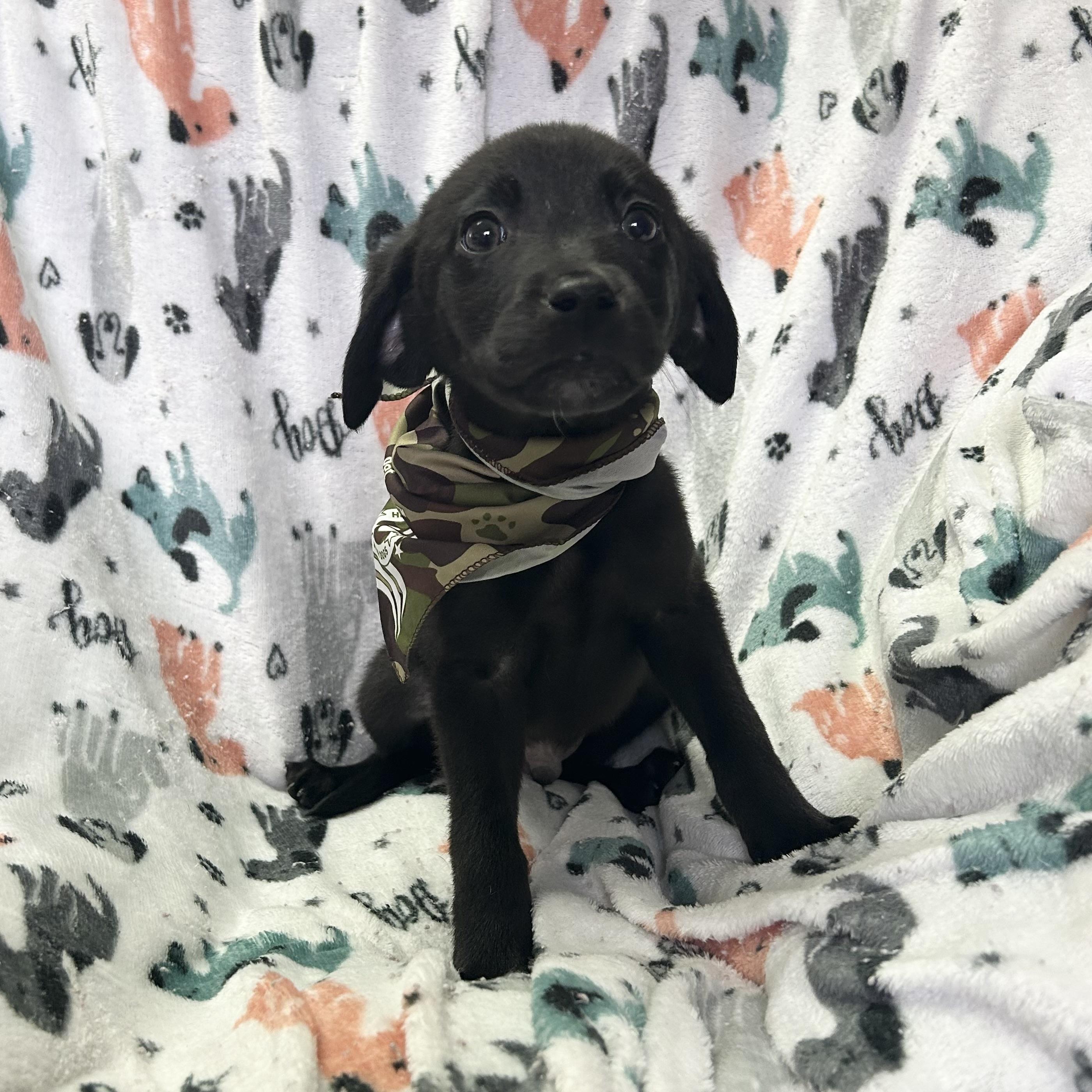 Enlarge Ammons, an adoption pending mixed breed in Pensacola, FL image 2/2