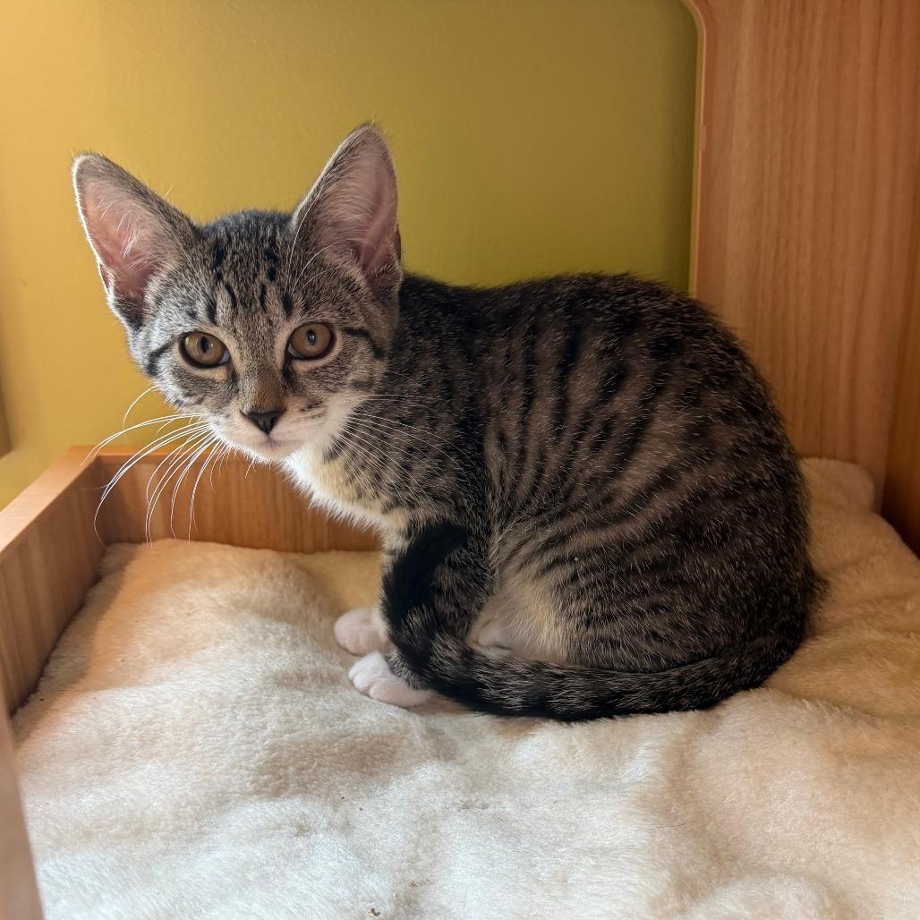 Nangi, Adoptable, Kitten Female Domestic Short Hair.