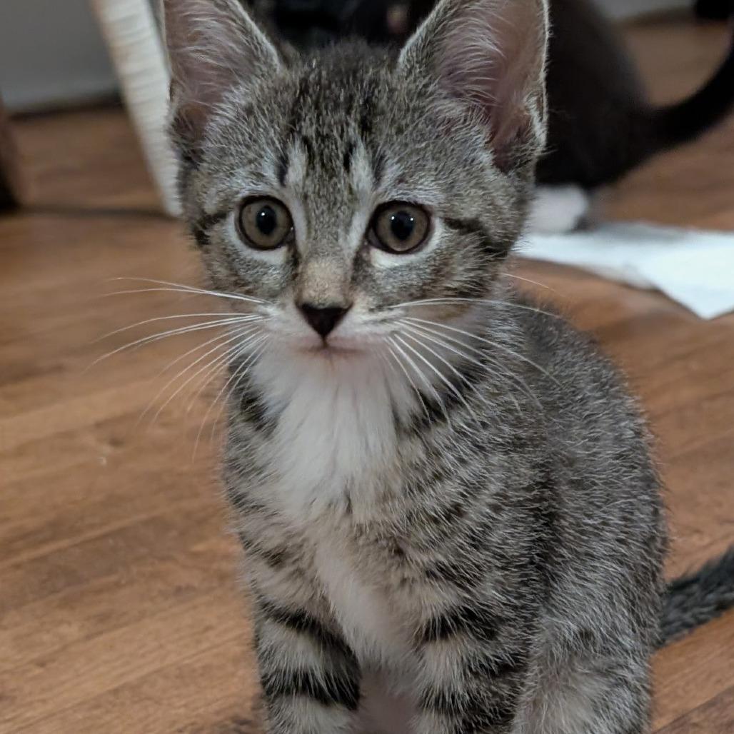 Enlarge Nangi, a Adoptable Domestic Short Hair in Wadena, MN image 2/2