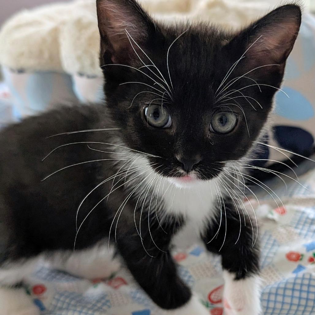 Nangi, Adoptable, Kitten Female Domestic Short Hair.