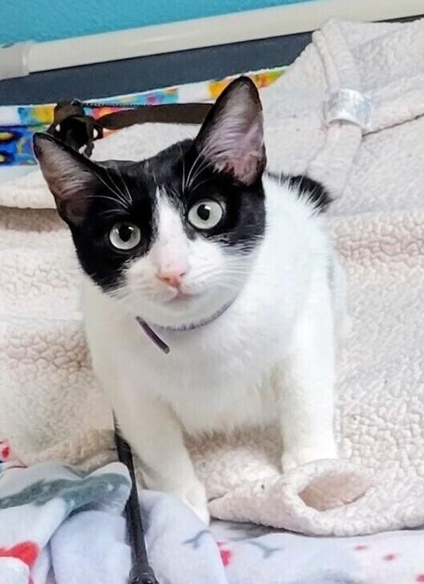 Kyrene, Adoptable, Young Female Domestic Short Hair.