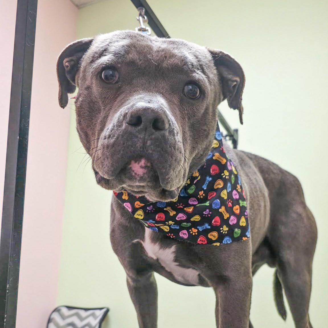 VALENTINO- Needs a forever home!