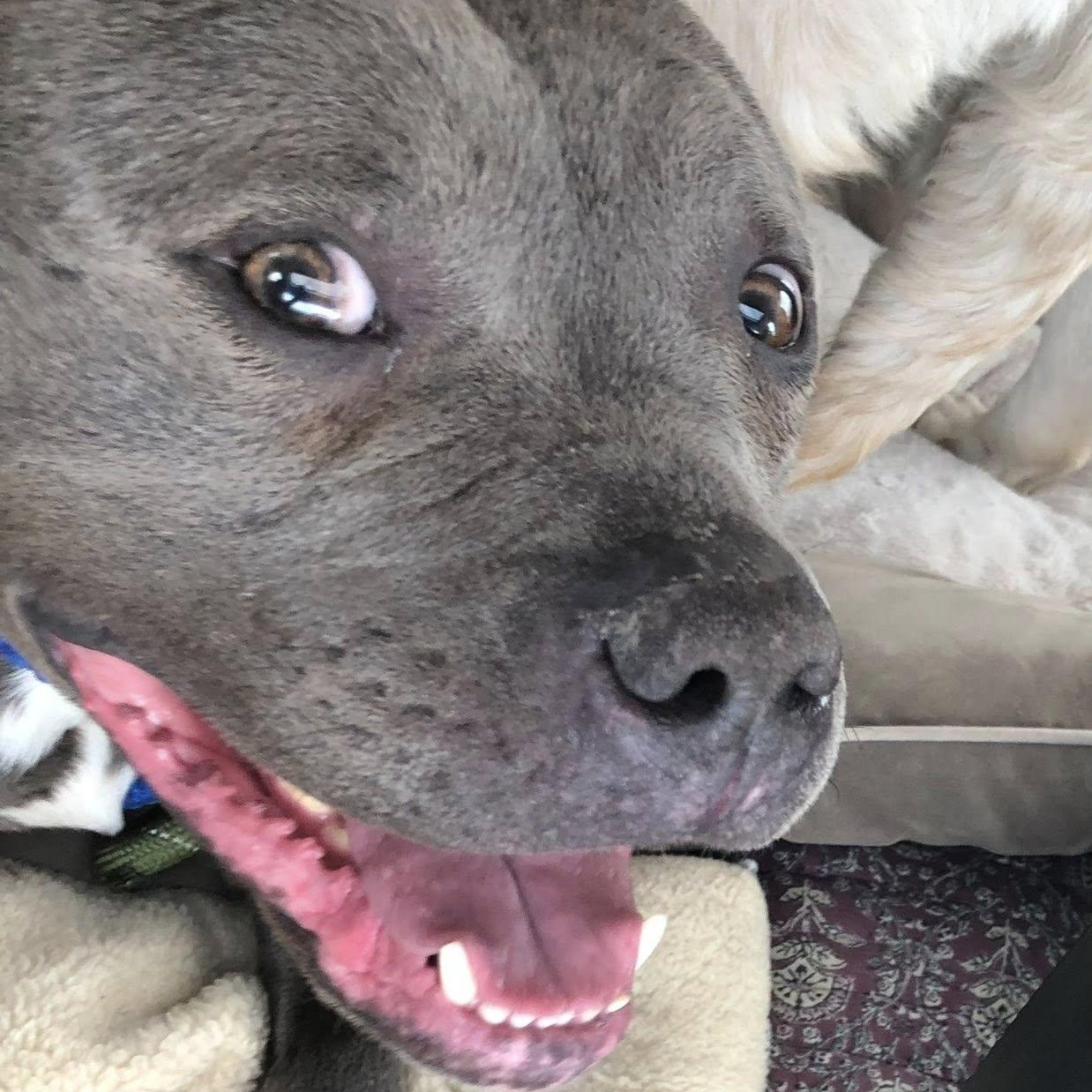 VALENTINO- Needs a forever home! — thumbnail 2