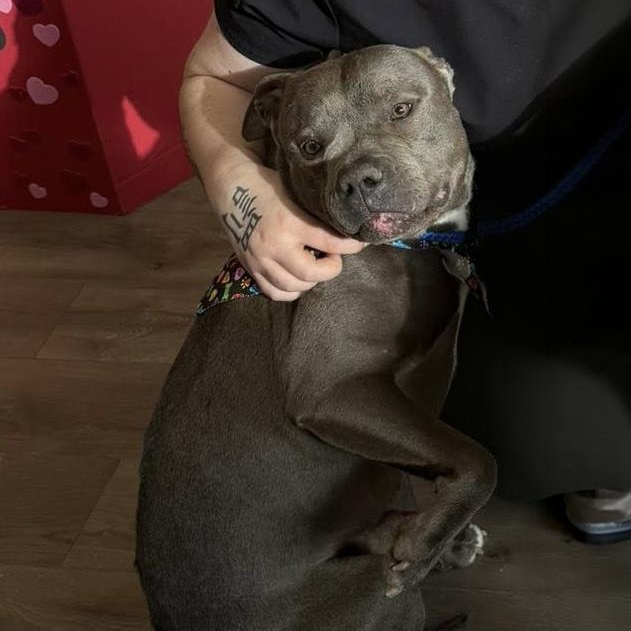 VALENTINO- Needs a forever home! — thumbnail 3