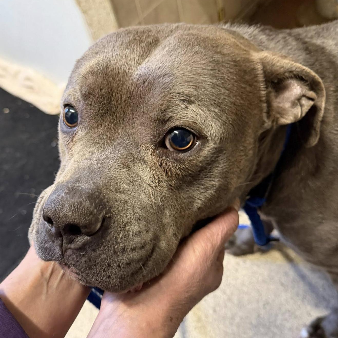 VALENTINO- Needs a forever home! — thumbnail 4