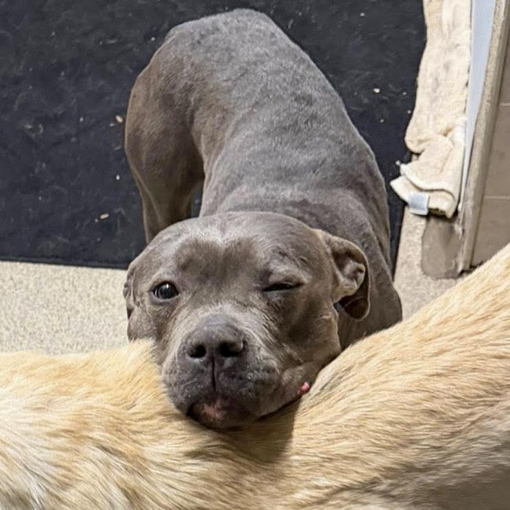 VALENTINO- Needs a forever home! — thumbnail 5