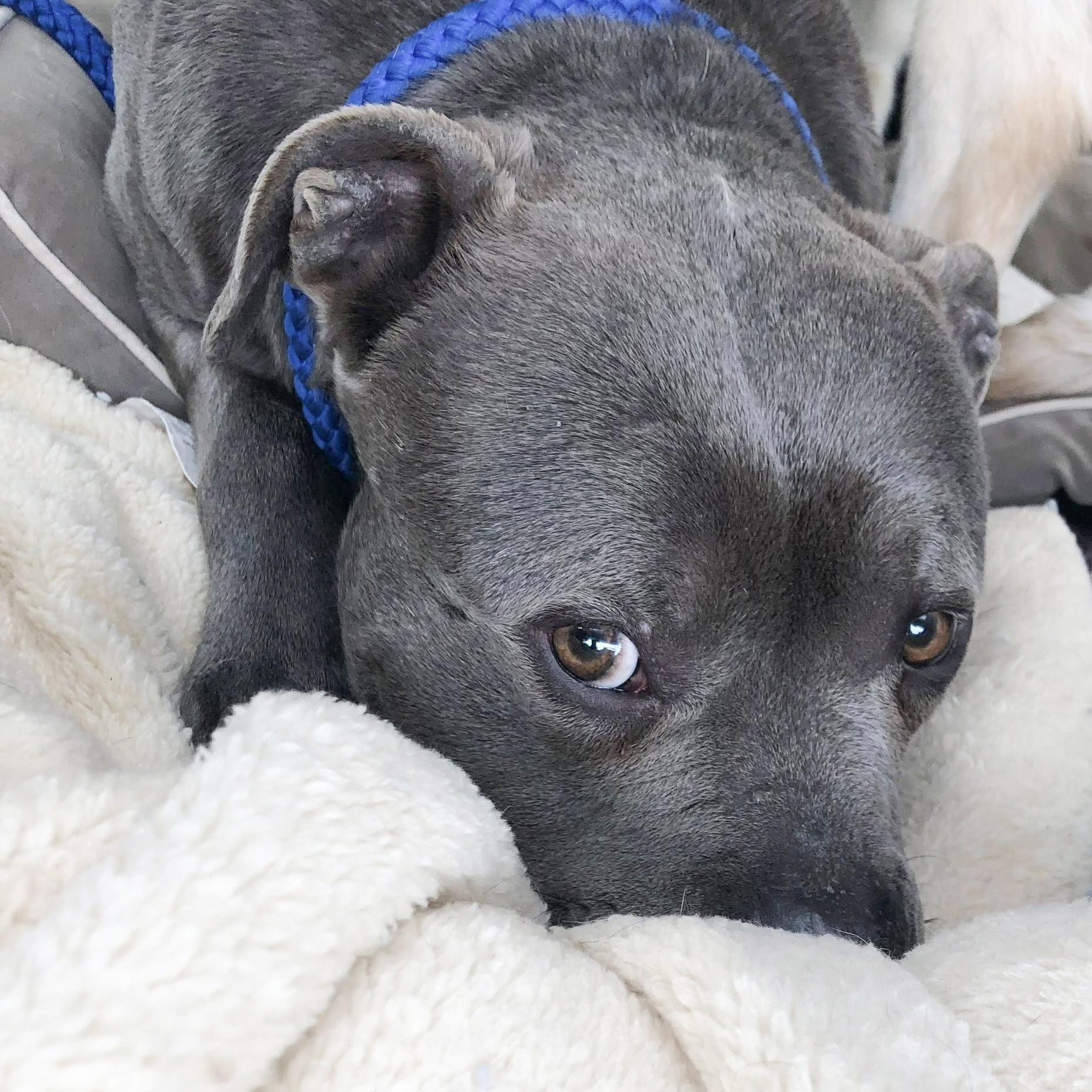 VALENTINO- Needs a forever home! — thumbnail 6