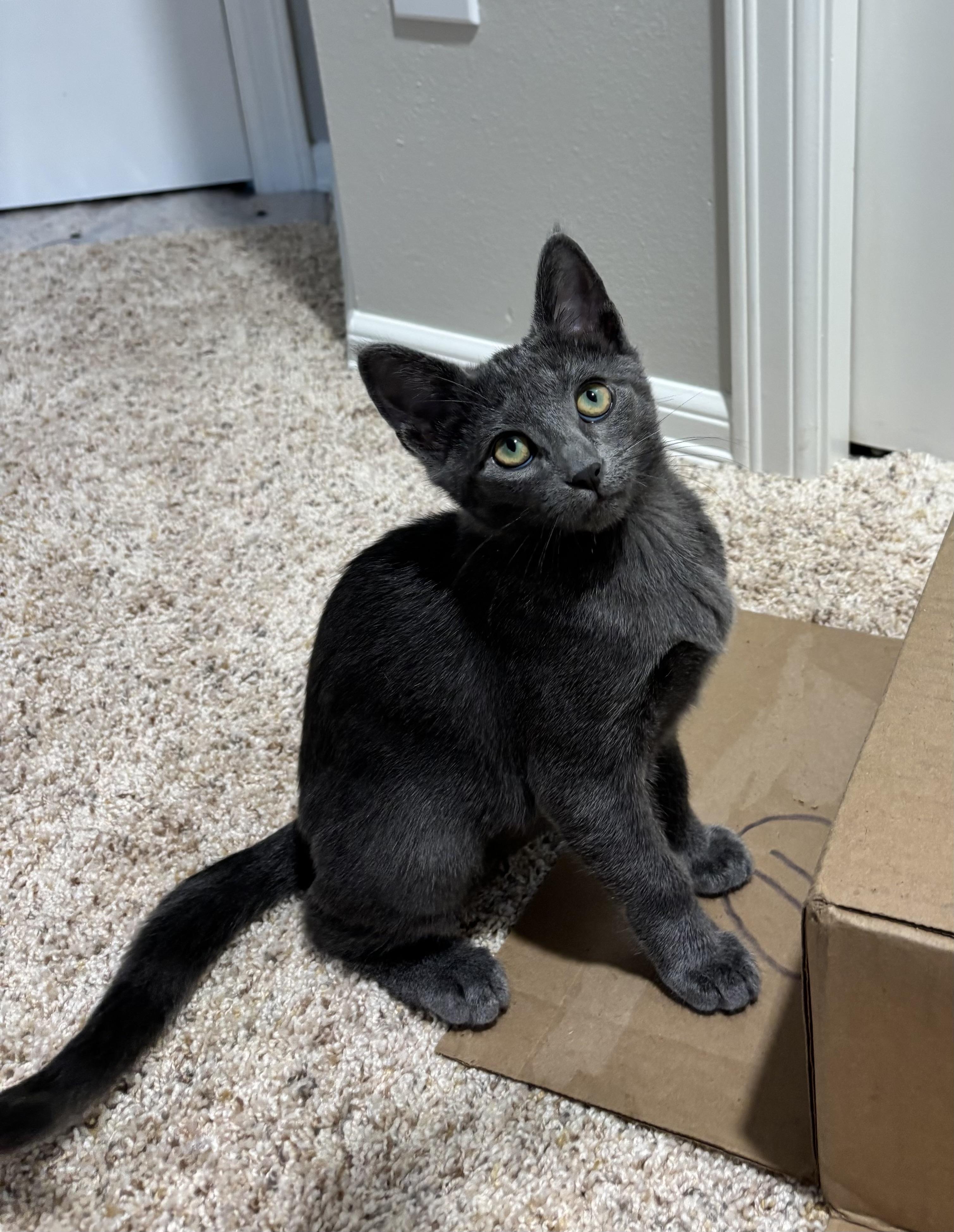 Bana, ADOPTABLE, Kitten Female Russian Blue.