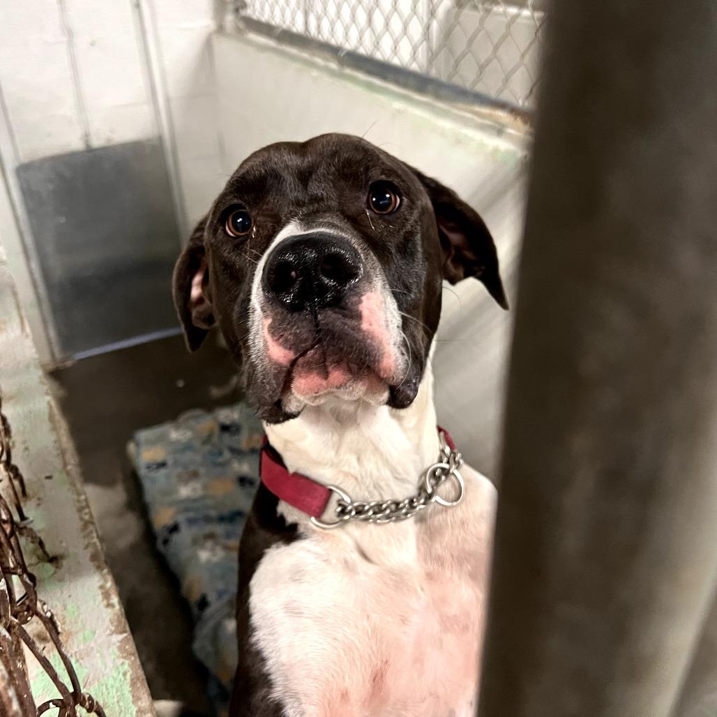 Cosmo (Zigzag), Adoptable, Adult Male Pit Bull Terrier & Mixed Breed.