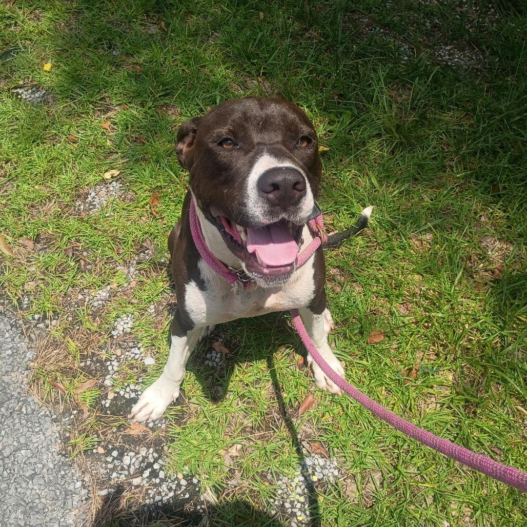 Enlarge Cosmo (Zigzag), a Adoptable mixed breed in Clanton, AL image 2/3