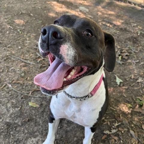 Enlarge Cosmo (Zigzag), a Adoptable mixed breed in Clanton, AL image 3/3