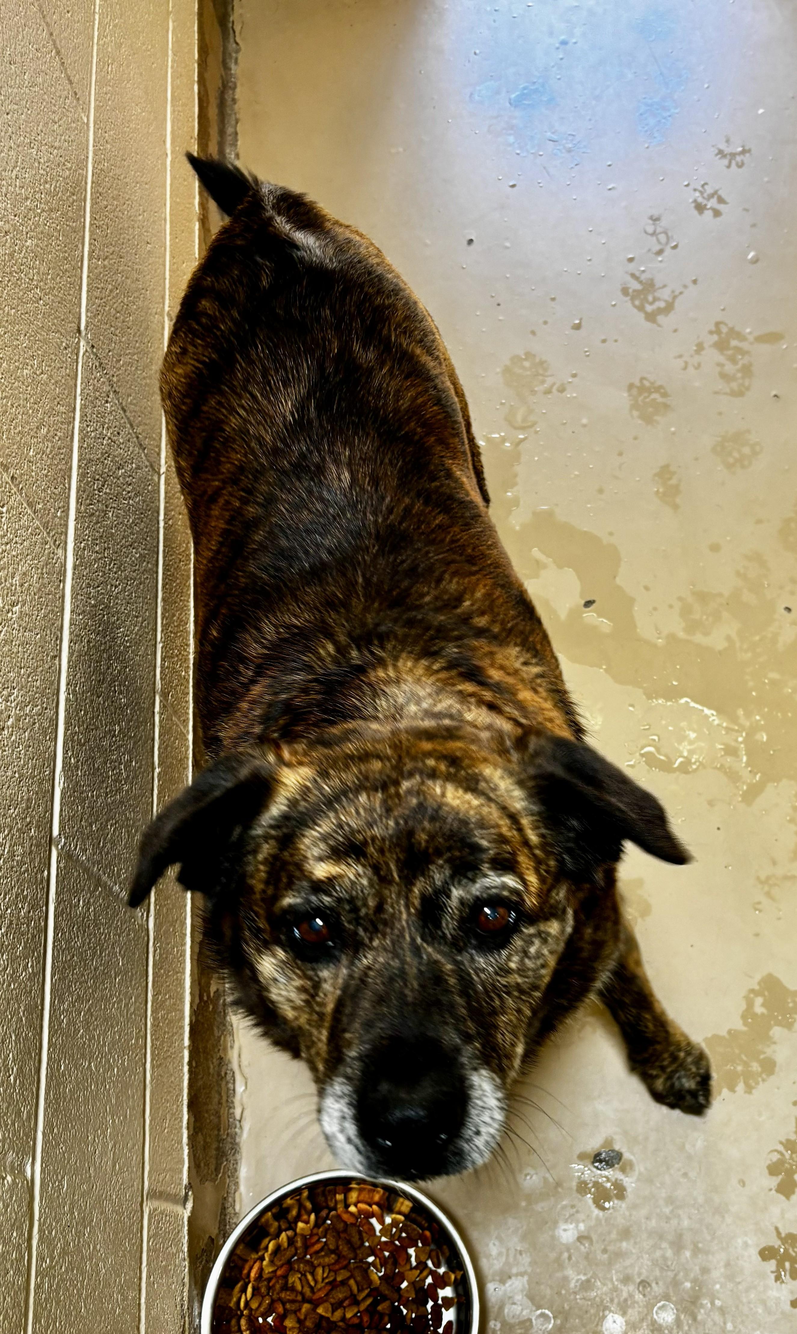 Enlarge Cupcake, a ADOPTABLE mixed breed in Sierra Vista, AZ image 2/3