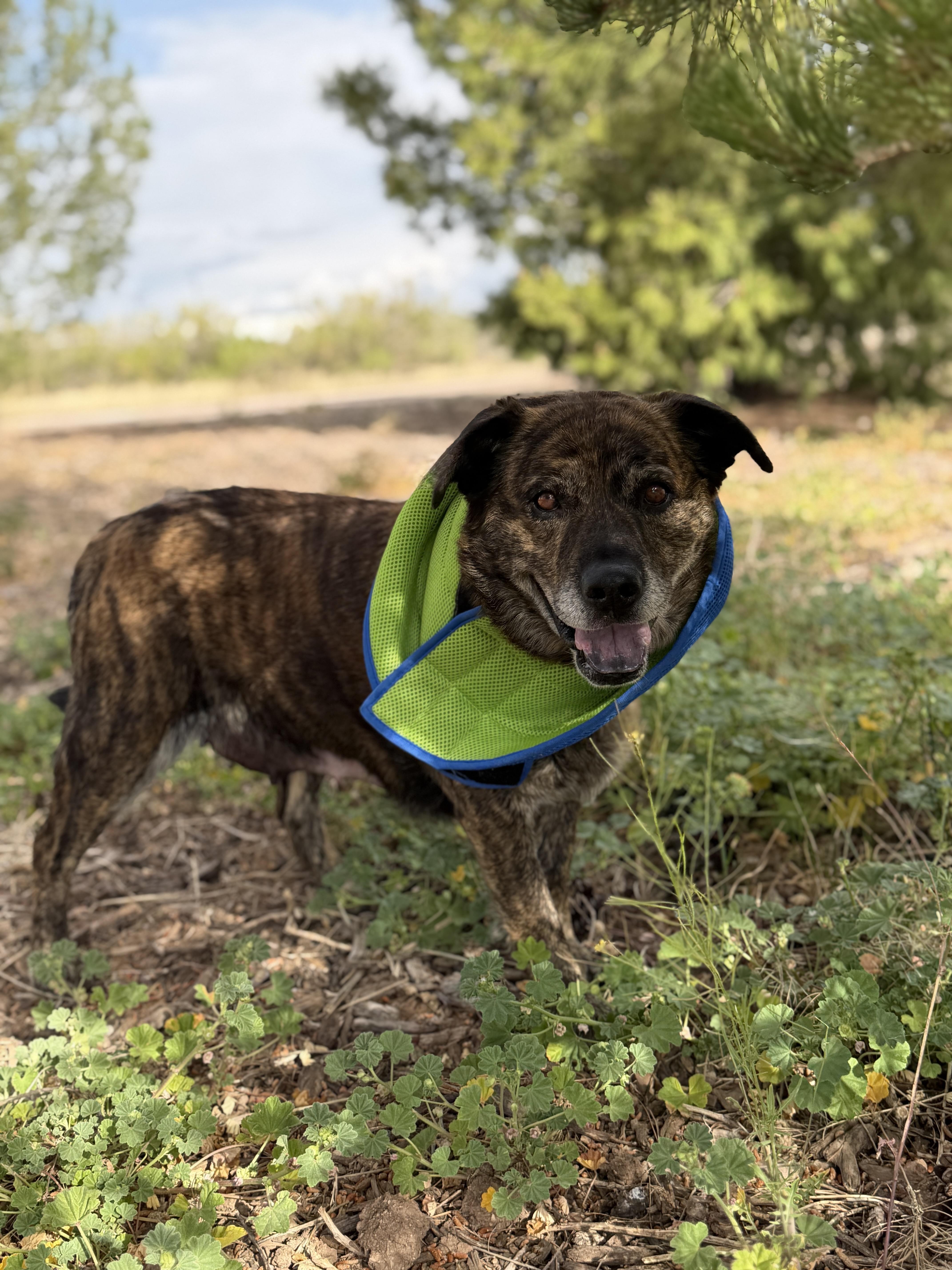 Enlarge Cupcake, a ADOPTABLE mixed breed in Sierra Vista, AZ image 3/3