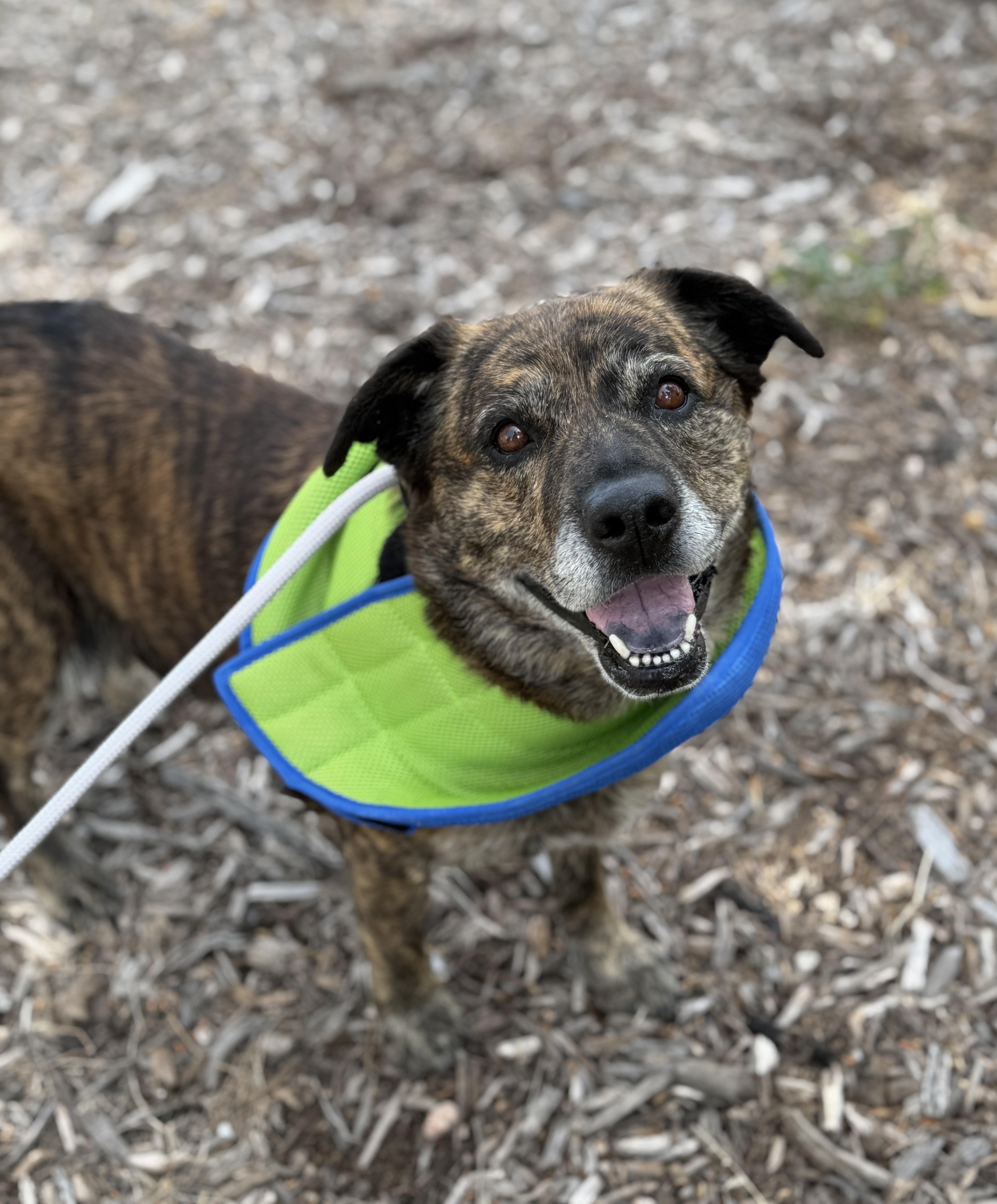 Cupcake, ADOPTABLE, Adult Female Australian Shepherd.
