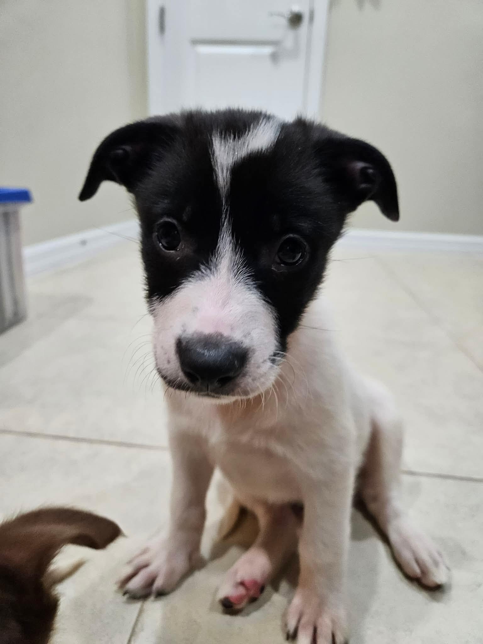 Daphne, ADOPTABLE, Puppy Female Husky & Eskimo Dog.