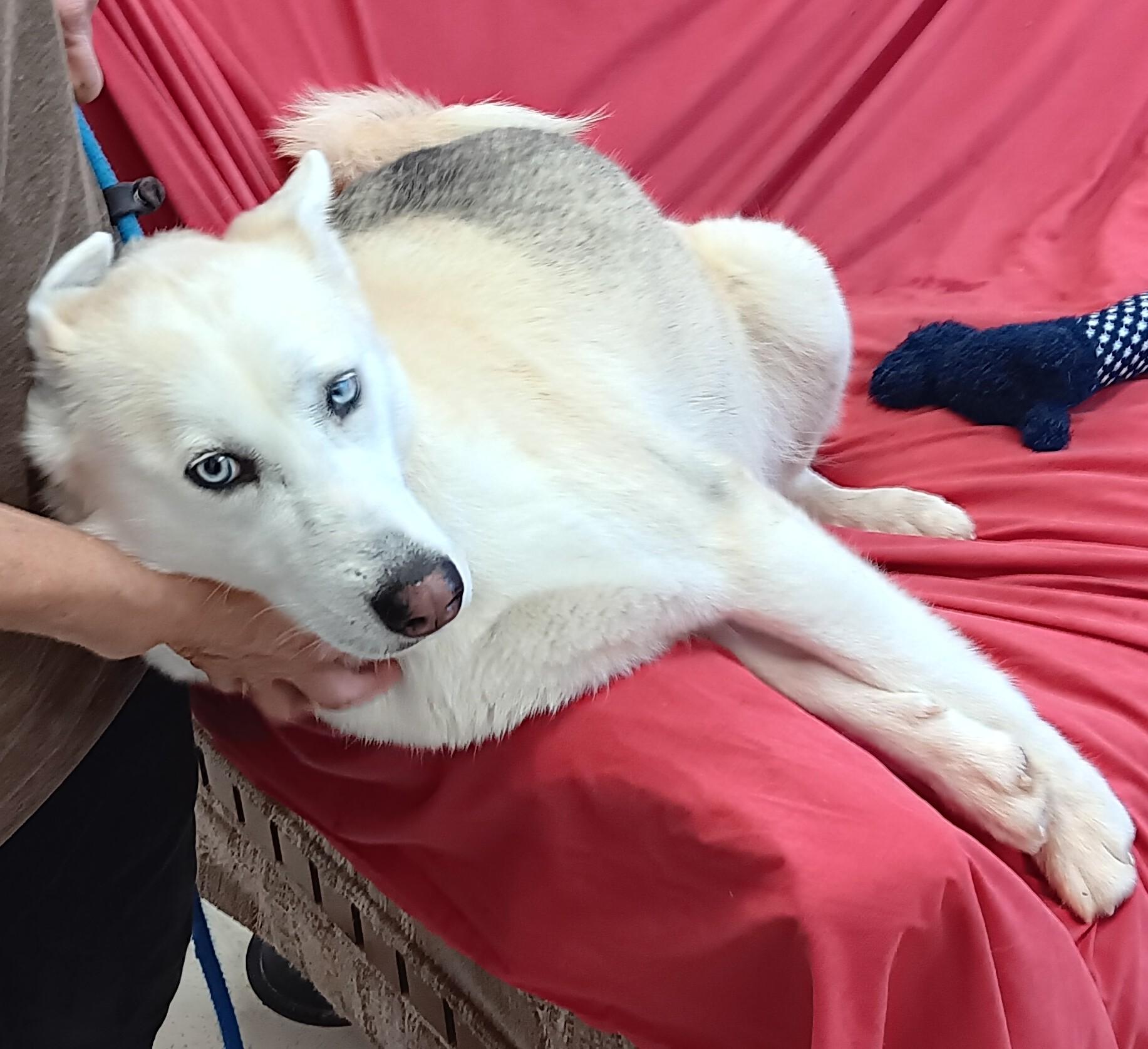 Enlarge Iris , an adopted mixed breed in Springfield, OH image 4/5