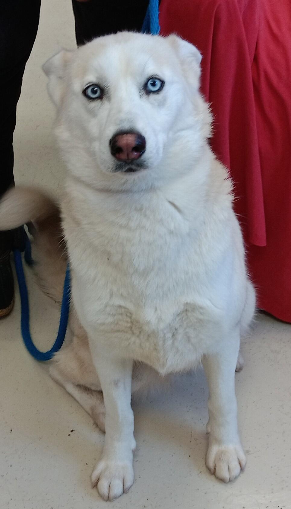 Enlarge Iris , an adopted mixed breed in Springfield, OH image 5/5