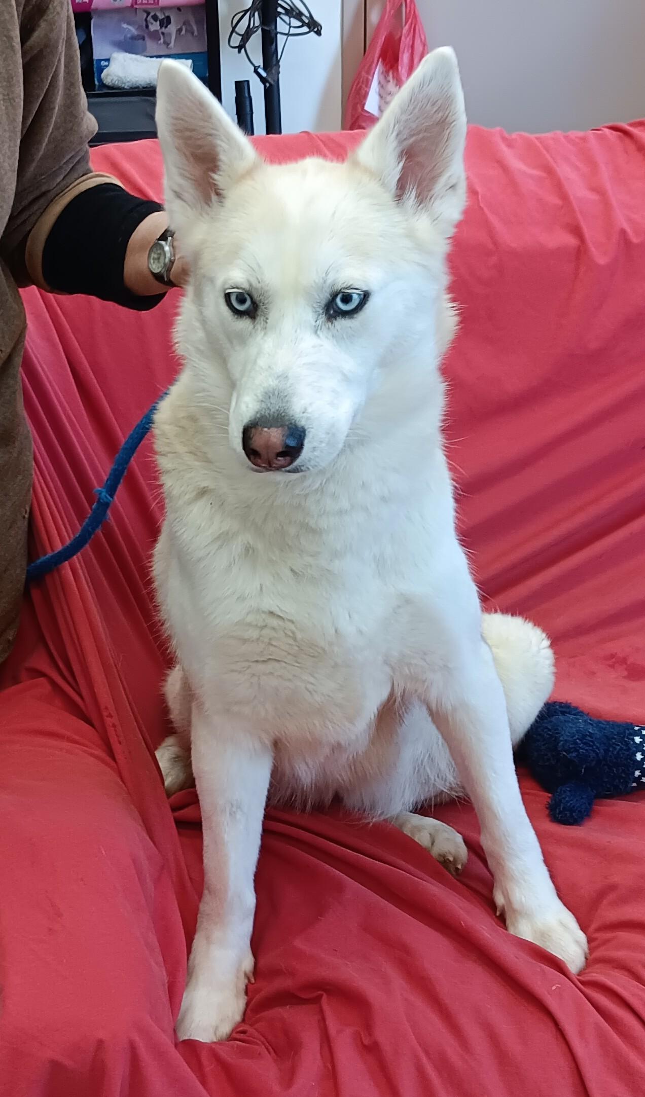 Iris , adopted, Adult Female Siberian Husky.