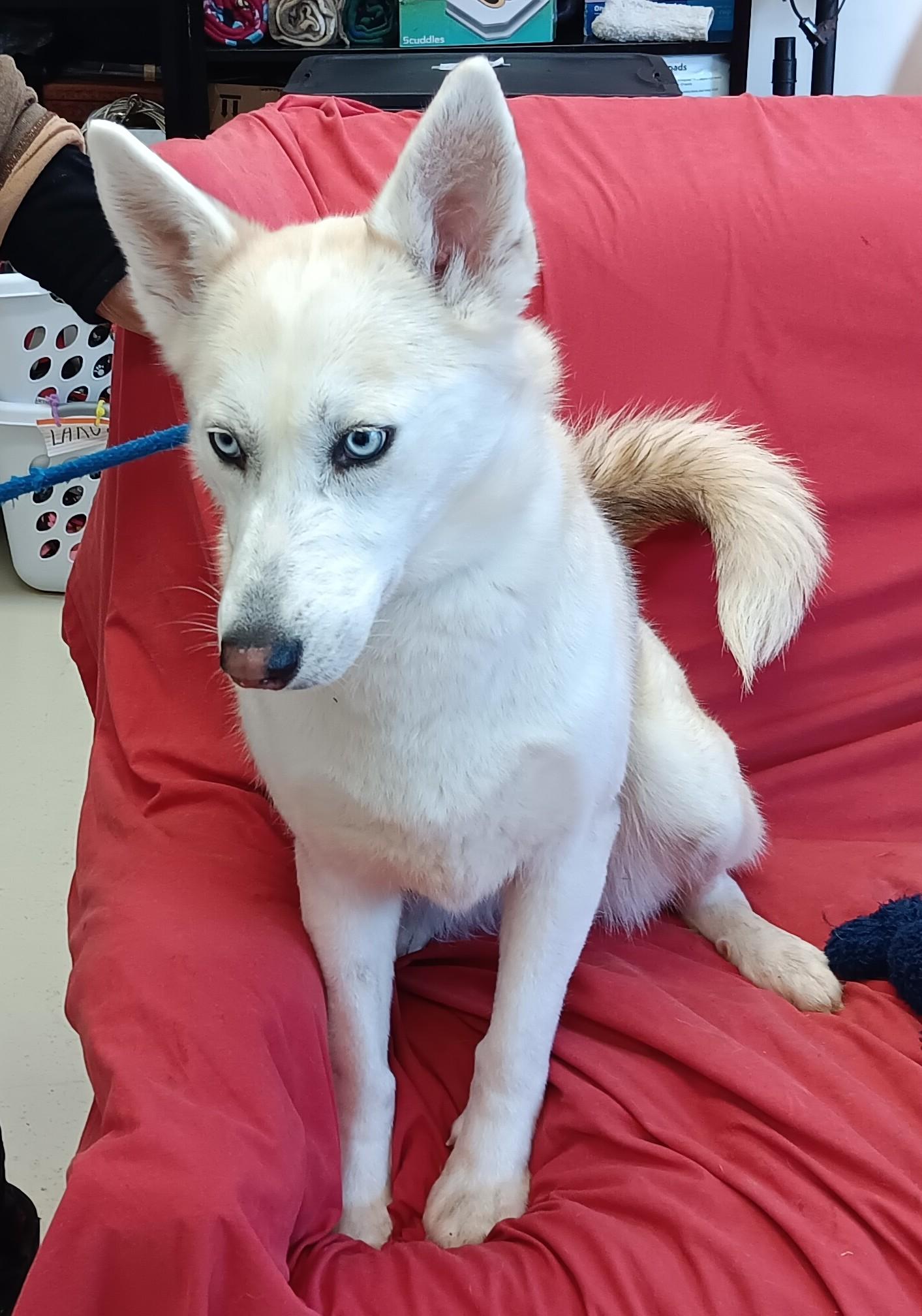 Enlarge Iris , an adopted mixed breed in Springfield, OH image 3/5