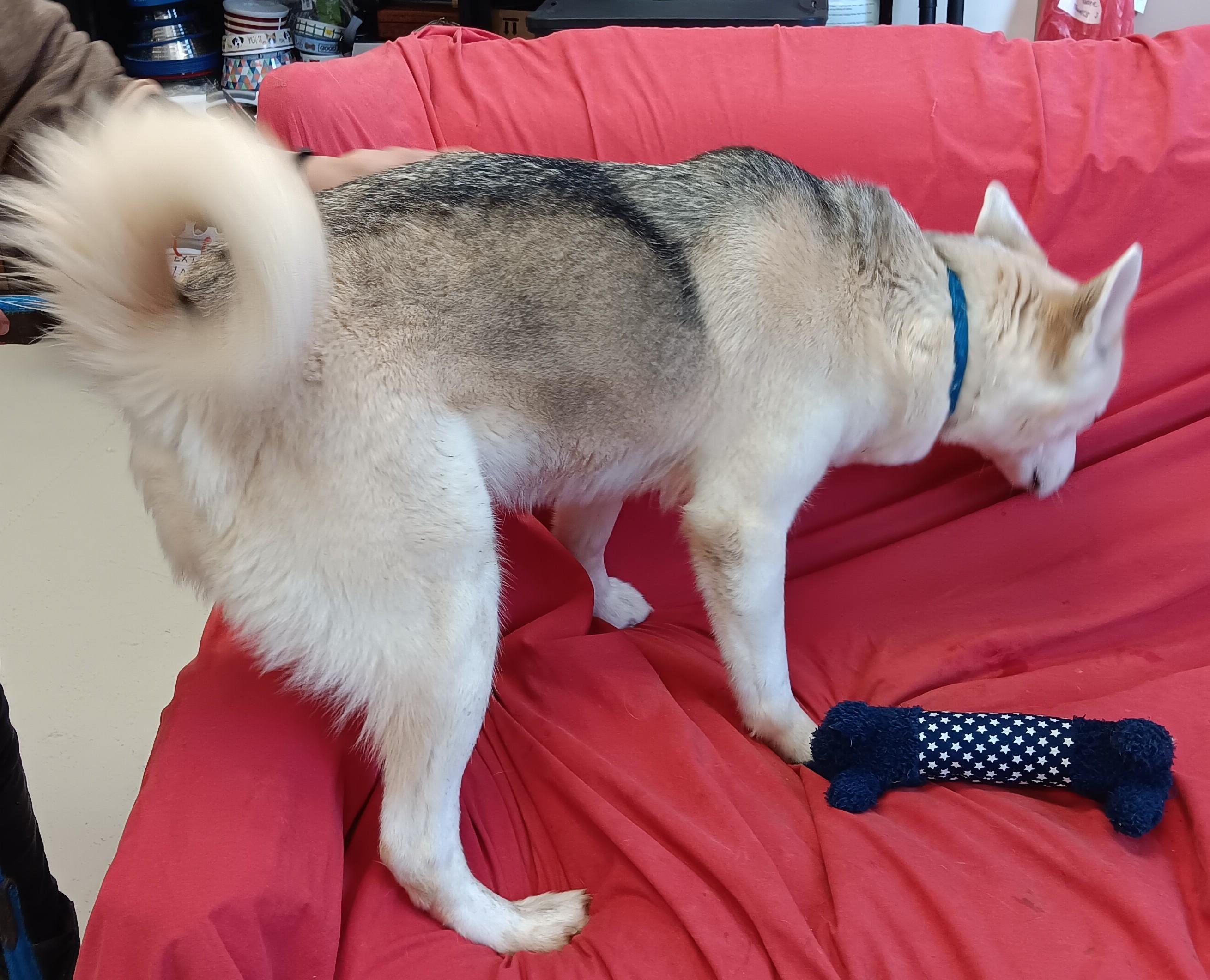 Enlarge Iris , an adopted mixed breed in Springfield, OH image 2/5