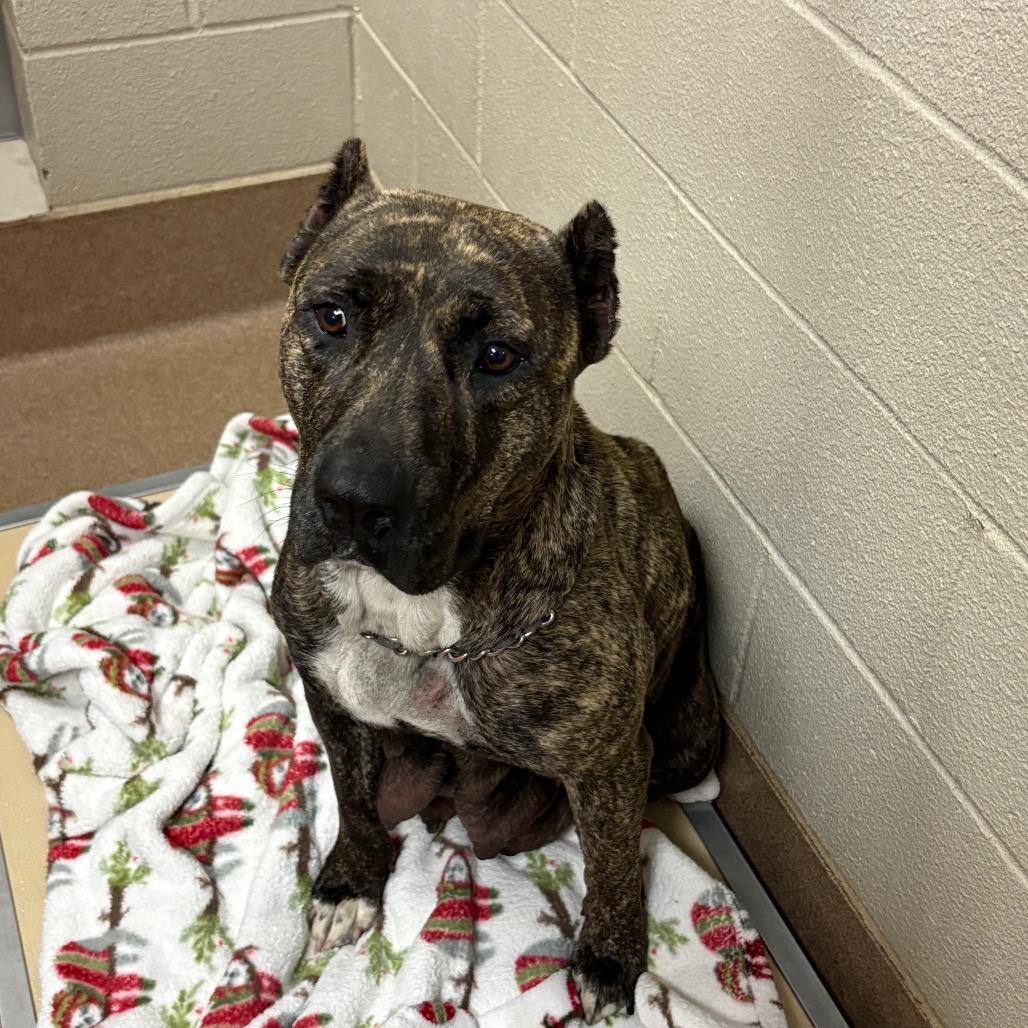 Dahlia, Adoptable, Adult Female Cane Corso & Mixed Breed.