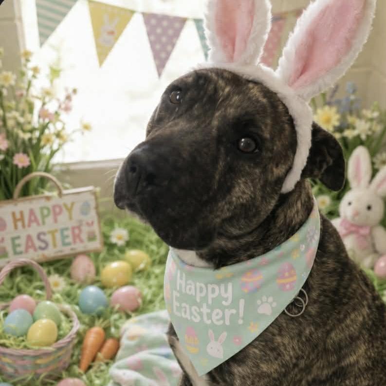 Enlarge Dahlia, a Adoptable mixed breed in Hinesville, GA image 2/2