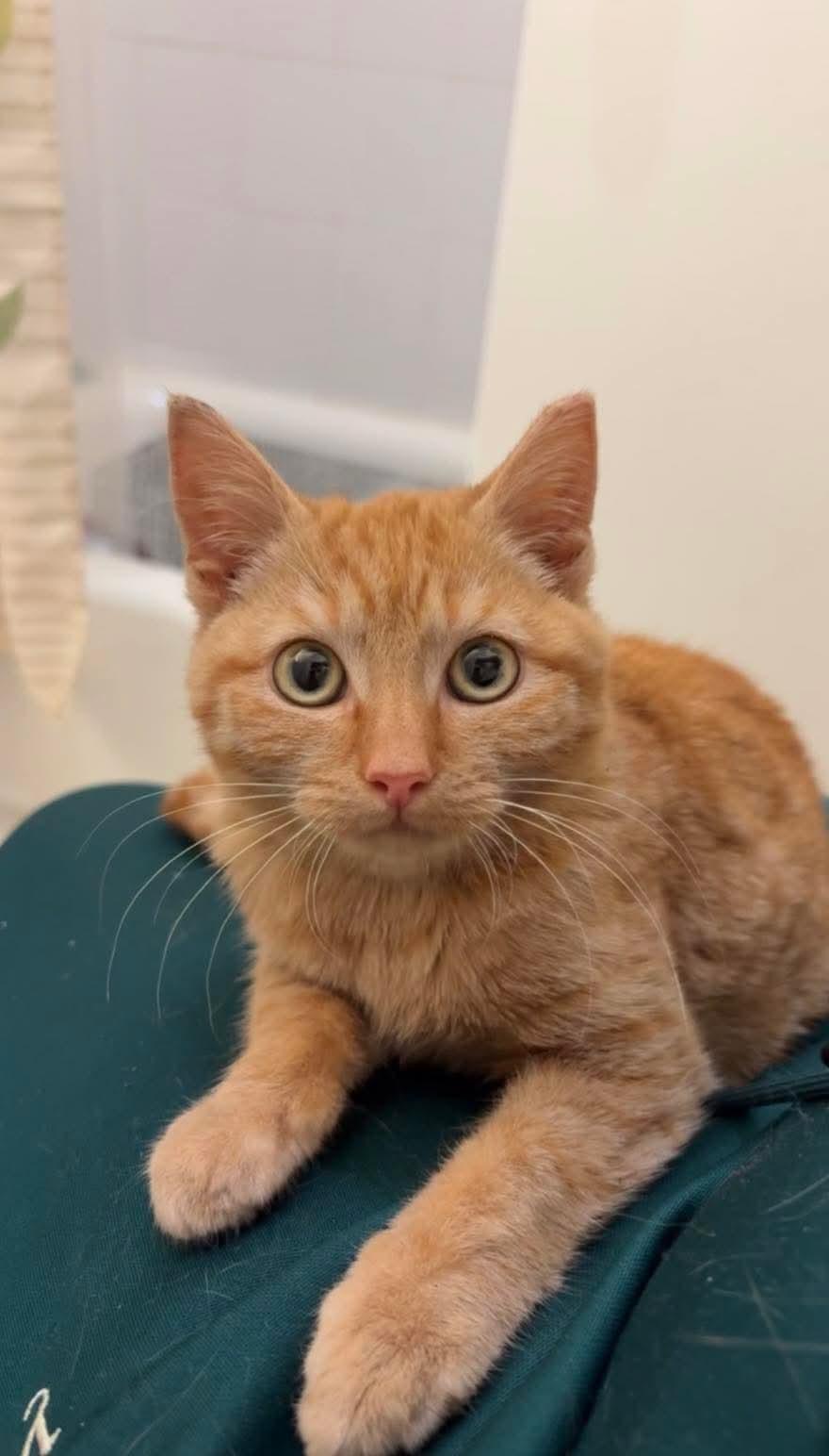Ginger , adopted, Kitten Female Domestic Short Hair.