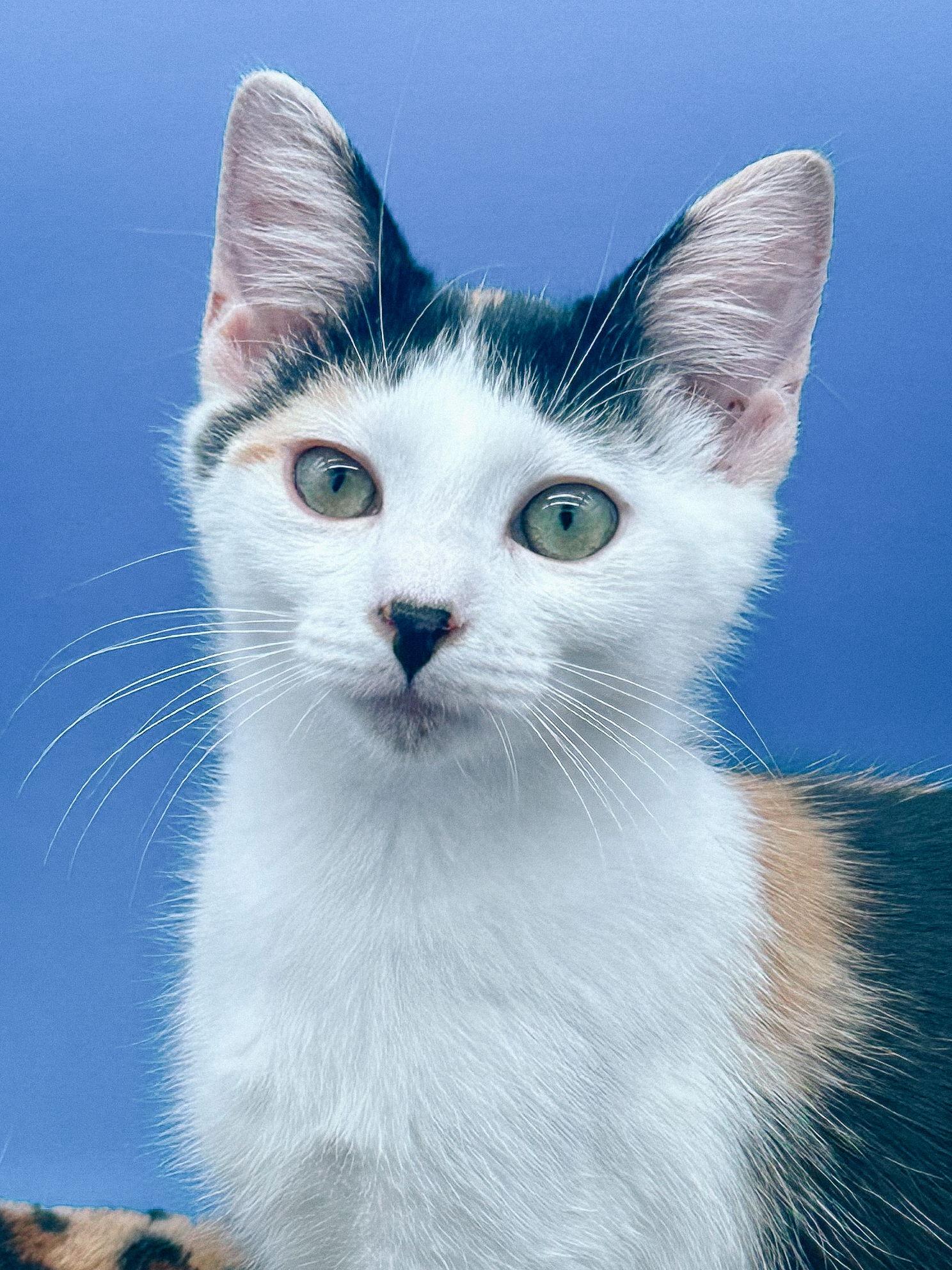 Daisykins, Adoptable, Young Female Calico.