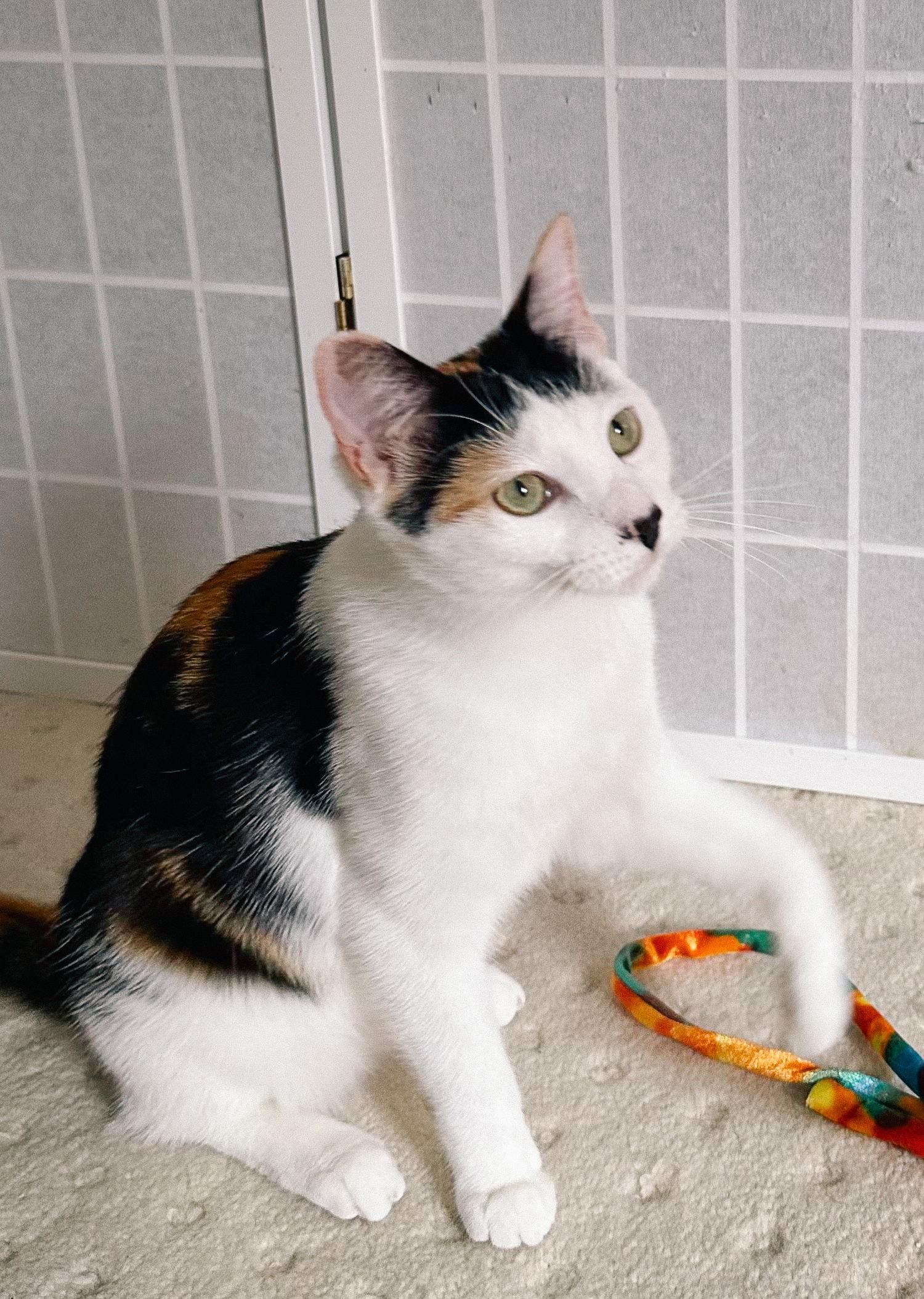 Daisykins, Adoptable, Young Female Calico.