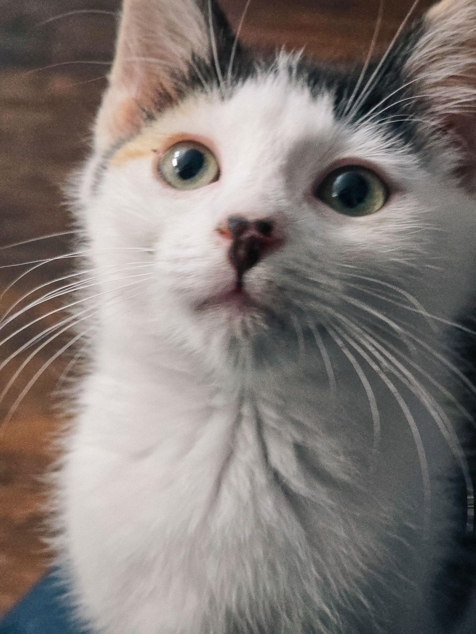 Enlarge Daisykins, a Adoptable Calico in San Jose, CA image 2/3