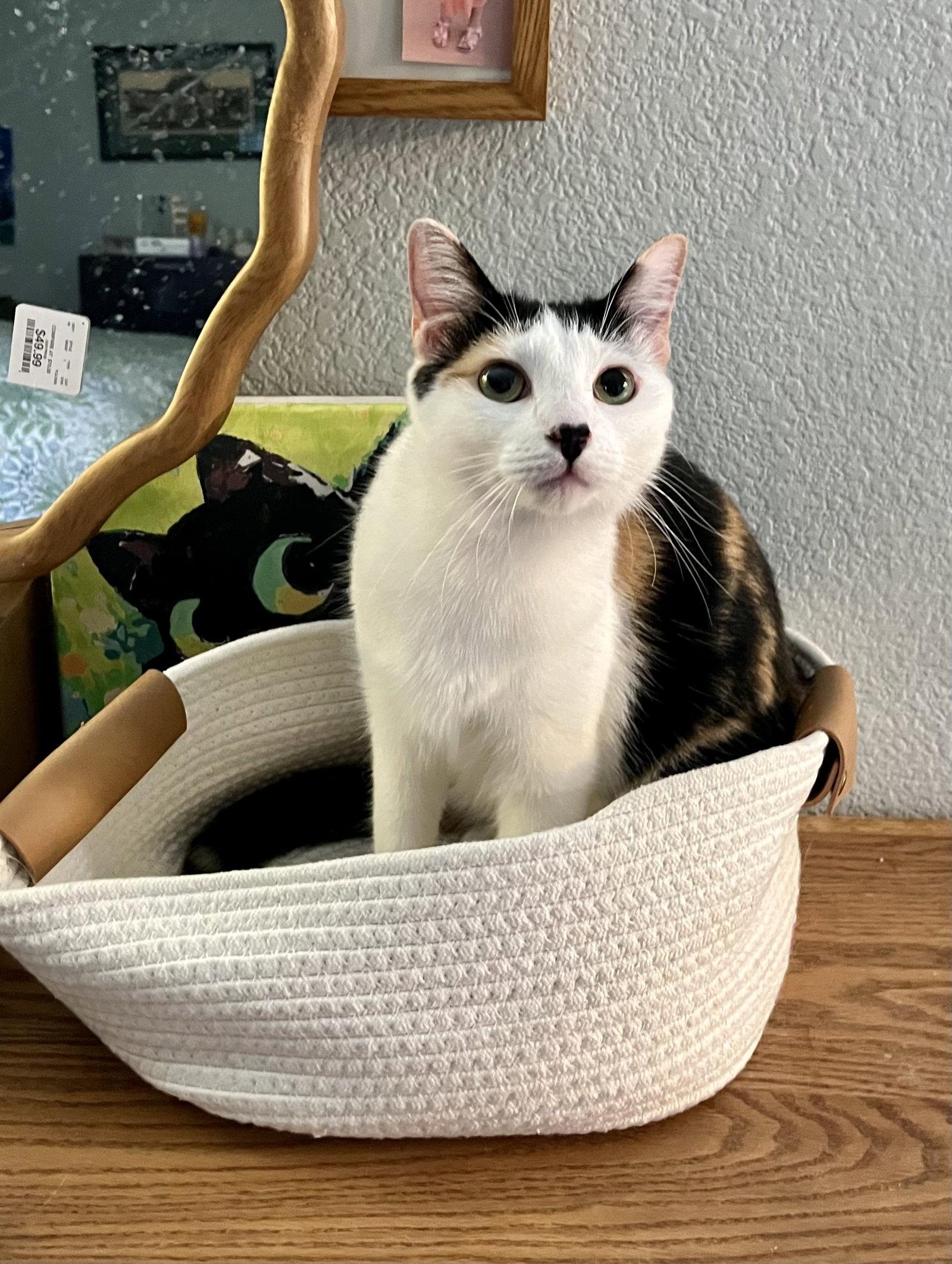 Enlarge Daisykins, a Adoptable Domestic Short Hair in San Jose, CA image 1/3