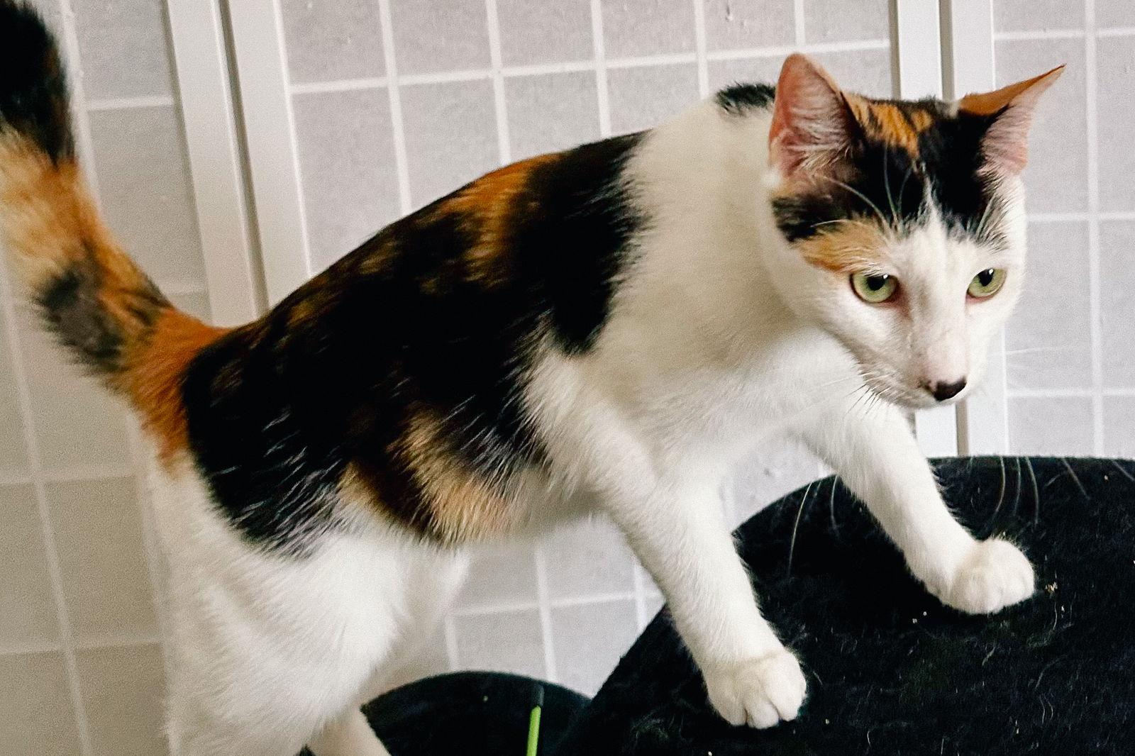 Enlarge Daisykins, a Adoptable Calico in San Jose, CA image 2/3