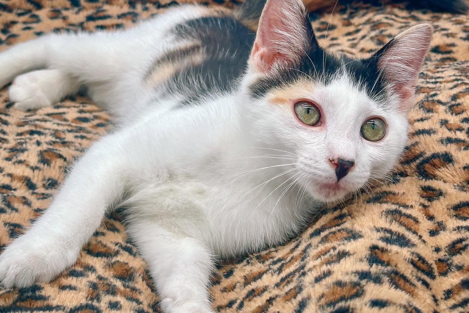 Enlarge Daisykins, a Adoptable Domestic Short Hair in San Jose, CA image 2/3