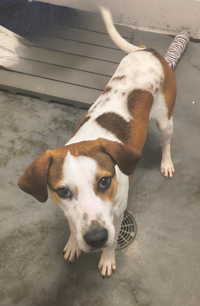 Enlarge Jett, a Adoptable mixed breed in Sandusky, OH image 1/1