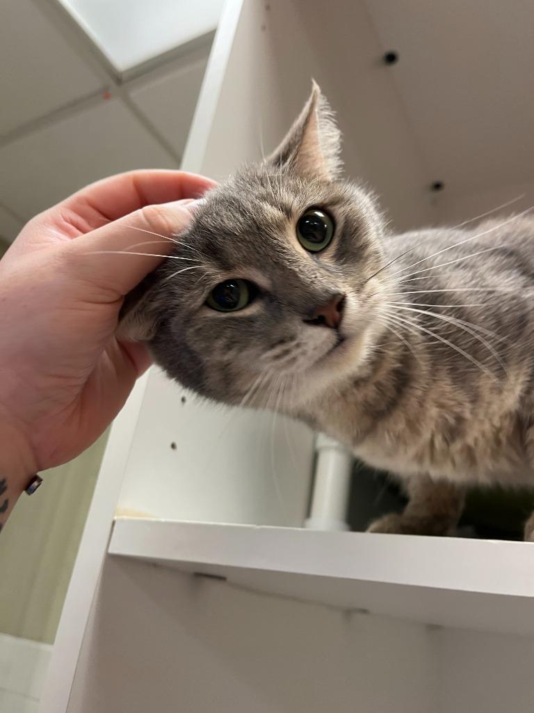 Cat Condo #8, Adoptable, Young Female Domestic Short Hair.