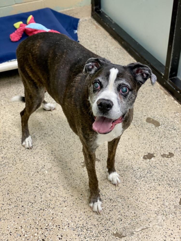 CoCo III - Silver Heart, Adoptable, Senior Female Boxer.