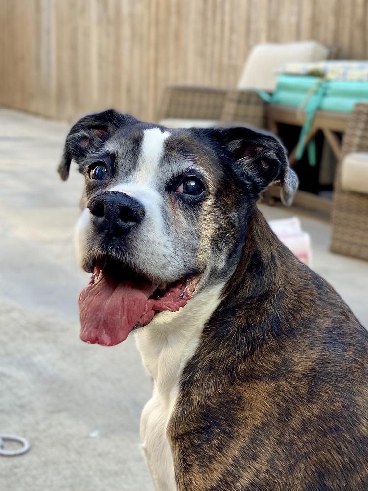 Enlarge CoCo III - Silver Heart, a Adoptable Boxer in Hewitt, TX image 2/6