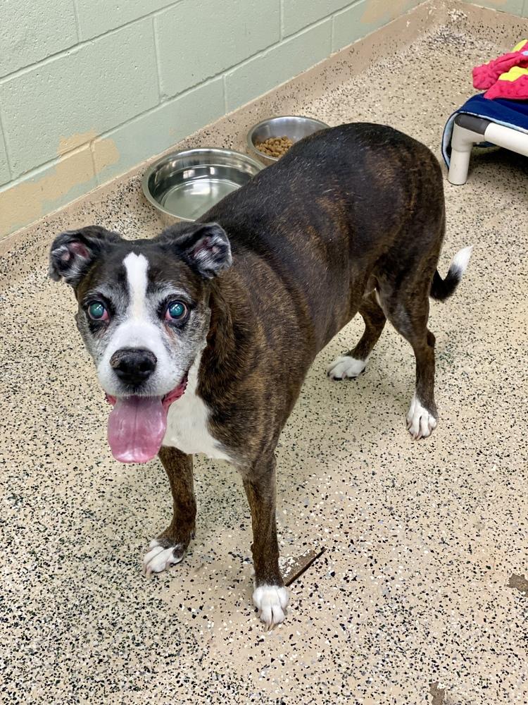 Enlarge CoCo III - Silver Heart, a Adoptable Boxer in Hewitt, TX image 3/6