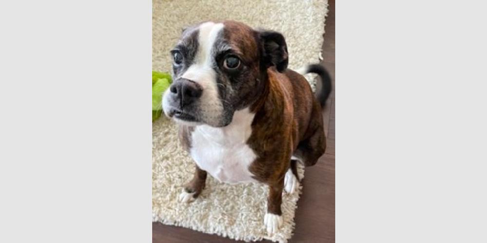 Enlarge CoCo III - Silver Heart, a Adoptable Boxer in Hewitt, TX image 4/6