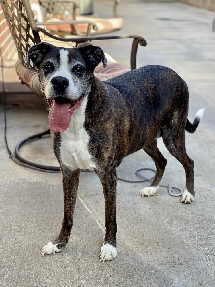 Enlarge CoCo III - Silver Heart, a Adoptable Boxer in Hewitt, TX image 5/6