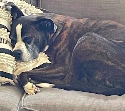 Enlarge CoCo III - Silver Heart, a Adoptable Boxer in Hewitt, TX image 6/6