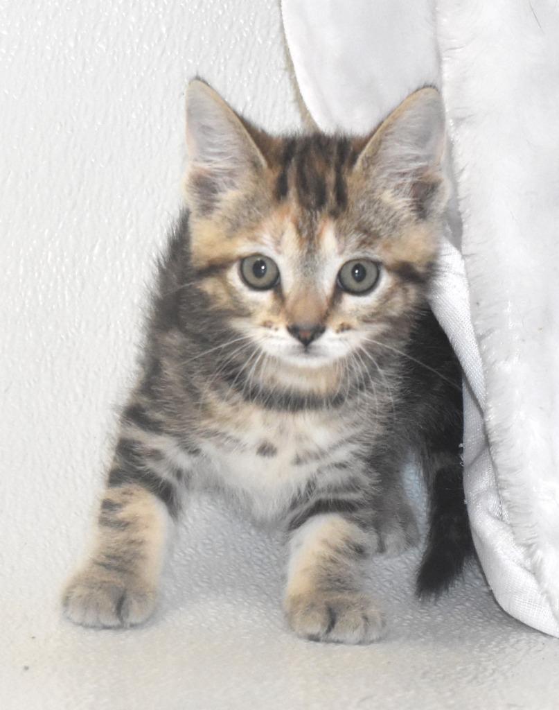 Tofu, Adoptable, Kitten Female Domestic Short Hair.