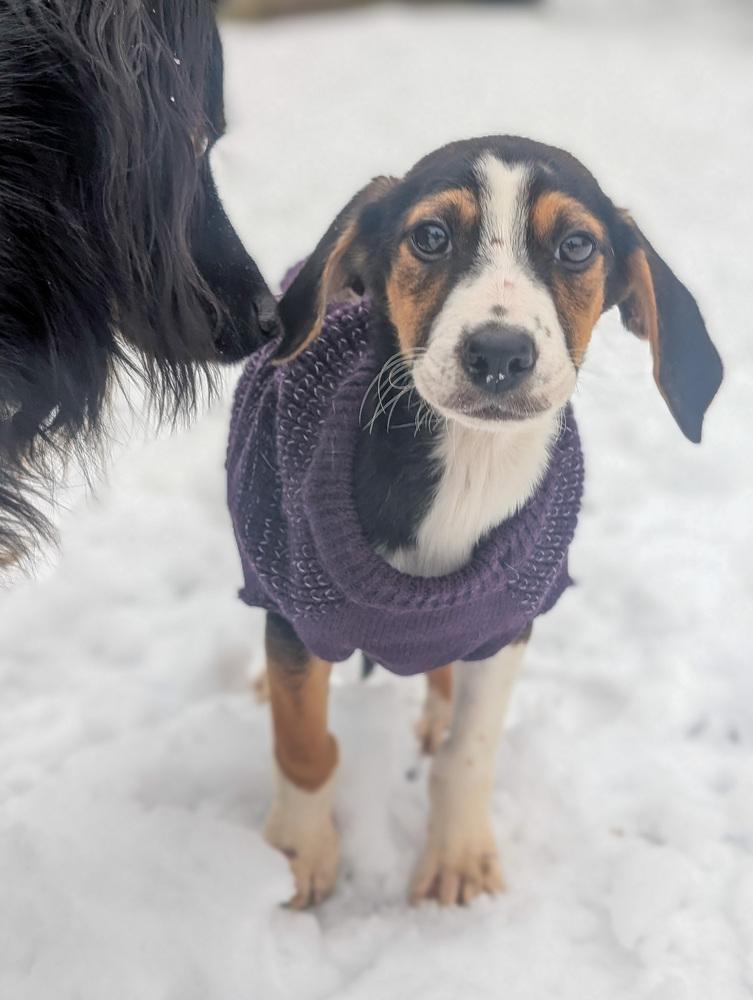 Caliper, Adoptable, Puppy Female Foxhound & Beagle.