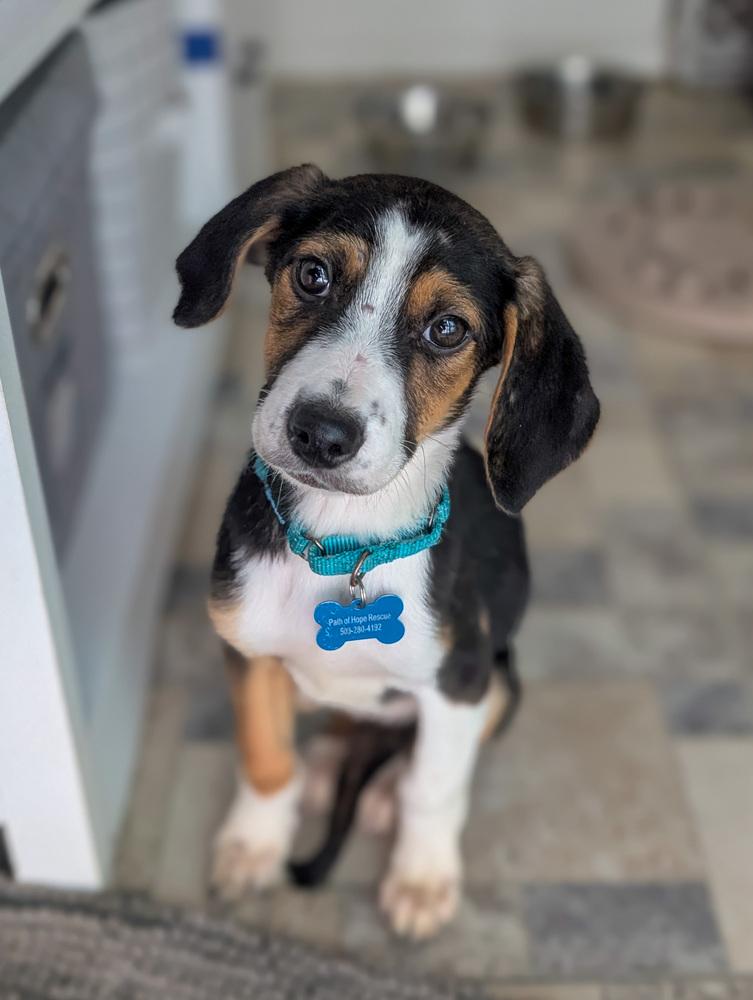 Caliper, Adoptable, Puppy Female Foxhound & Beagle.