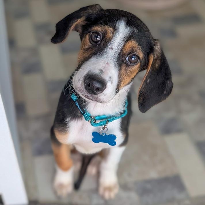 Caliper, Adoptable, Puppy Female Foxhound & Beagle.