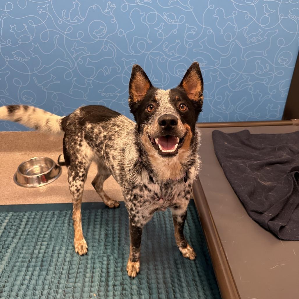 Enlarge Asher, a Adoptable Mixed Breed in Playa Vista, CA image 2/3