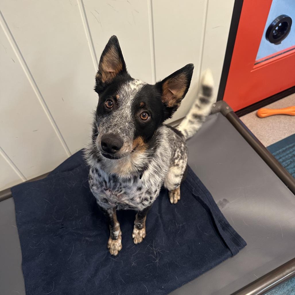 Enlarge Asher, a Adoptable Mixed Breed in Playa Vista, CA image 3/3