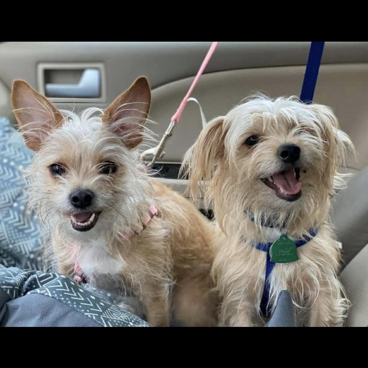2162 Millie and Rocky, Adoptable, Adult Female Shih Tzu & Terrier.