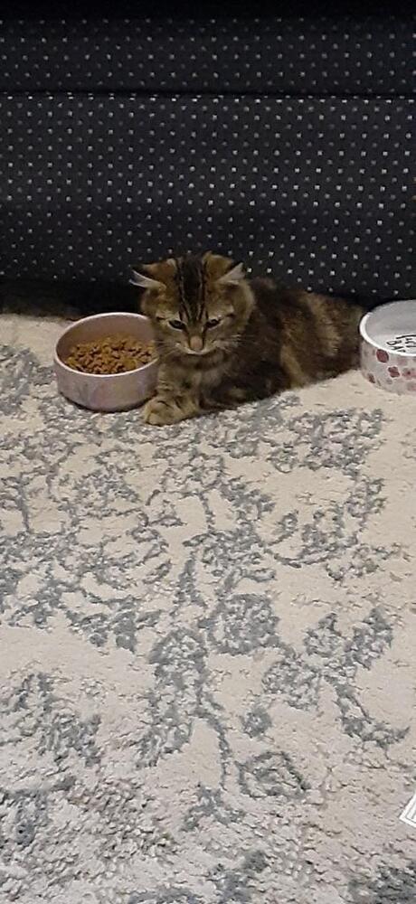 Enlarge Davina, a Adoptable Domestic Short Hair in Olyphant, PA image 3/6